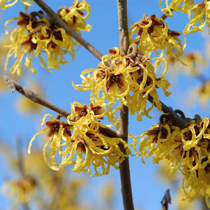 HAMAMELIS ARNOLDS PROMISE PB18