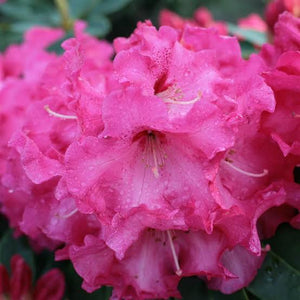 RHODODENDRON HEARTS DELIGHT 5.0L