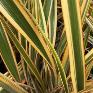 PHORMIUM WAITARA GOLD 3.0L