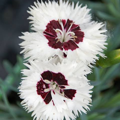 DIANTHUS MAGNIFI-SCENT BRIGHT EYES 14CM