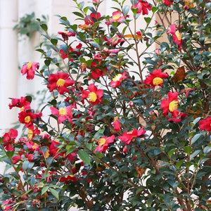 CAMELLIA SASANQUA YULETIDE 4.0L