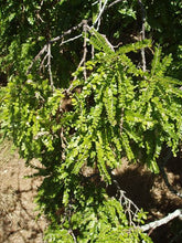 Load image into Gallery viewer, SOPHORA CHATHAMICA KOWHAI 8.5L
