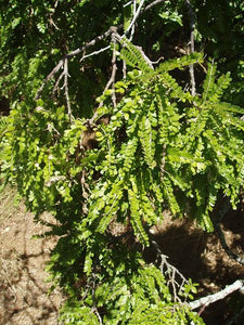 SOPHORA CHATHAMICA KOWHAI 8.5L