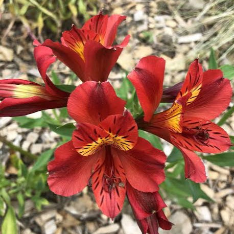 ALSTROEMERIA BORDER RED BARON 1.5L