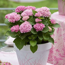 Load image into Gallery viewer, HYDRANGEA MACROPHYLLA MAGICAL REVOLUTION PINK 2.5L
