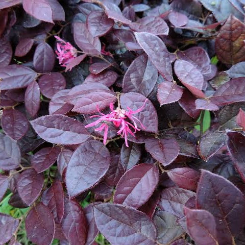 LOROPETALUM PURPLE PIXIE