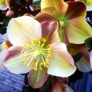 HELLEBORUS BALLARDIAE CAMELOT