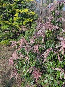 PIERIS DOROTHY WYKOFF 6.0L