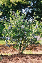 Load image into Gallery viewer, BLUEBERRY NORTHERN HIGHBUSH MUFFIN 1.9L
