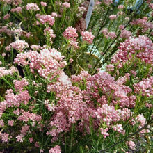 Load image into Gallery viewer, OZOTHAMNUS JUST BLUSH
