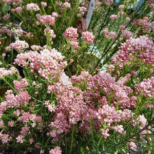 OZOTHAMNUS JUST BLUSH