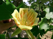 Load image into Gallery viewer, LIRIODENDRON ARNOLD TULIP TREE PB28
