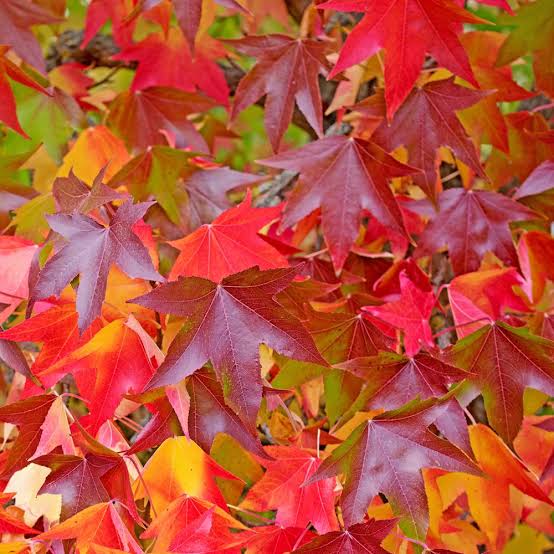 LIQUIDAMBAR GUMBALL 75CM STANDARD – Twigland