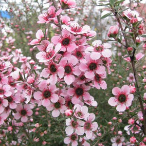 LEPTOSPERMUM KEATLEYII