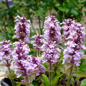 AJUGA DWARF PINK