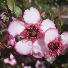 Load image into Gallery viewer, LEPTOSPERMUM GALAXY CENTAURUS 3.5L
