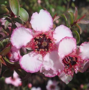 LEPTOSPERMUM GALAXY CENTAURUS 3.5L