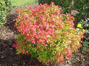 NANDINA DOMESTICA PYGMAEA 2.4L