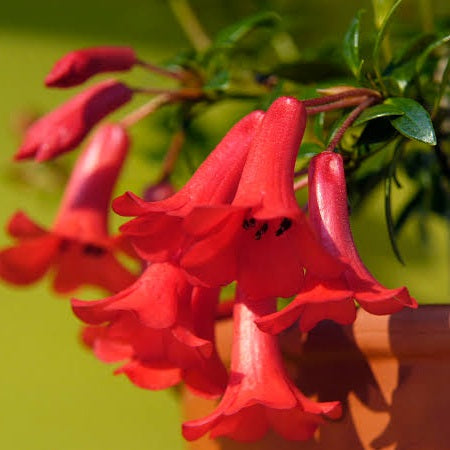 VIREYA RHODODENDRON RED MOUNTAIN 2.4L