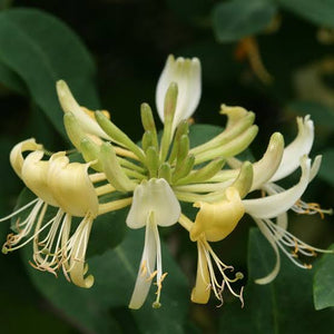 LONICERA GRAHAM THOMAS 3.5L