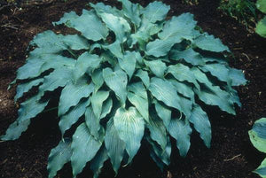 HOSTA ELVIS LIVES 2.4L