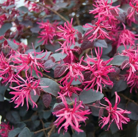 LOROPETALUM PLUM GORGEOUS