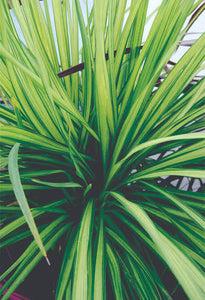 CORDYLINE JIVE