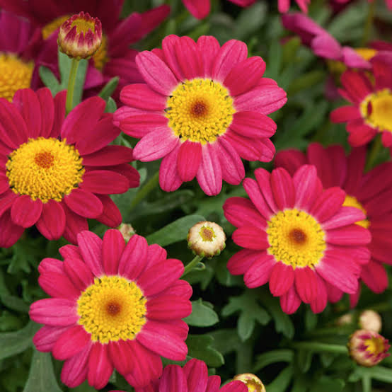 ARGYRANTHEMUM ANGELIC BURGUNDY 2.5L