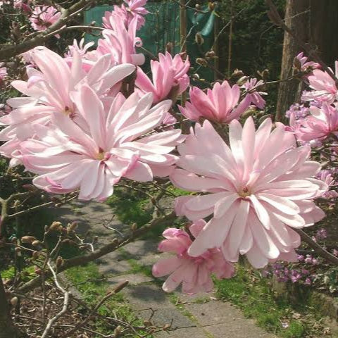 MAGNOLIA STELLATA JANE PLATT 6.0L