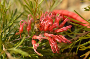 GREVILLEA RED LANTERNS