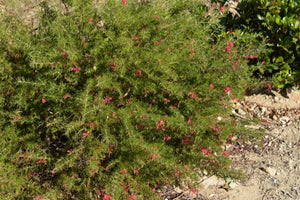 GREVILLEA RED LANTERNS