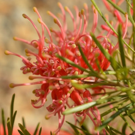 GREVILLEA RED LANTERNS