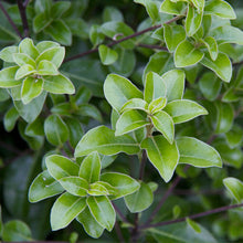 Load image into Gallery viewer, PITTOSPORUM TENUIFOLIUM IRISH LUCK 8.0L
