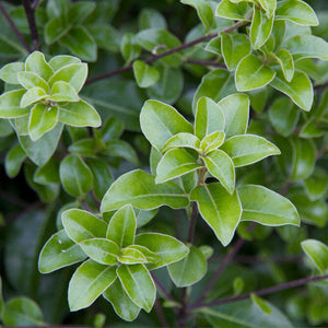 PITTOSPORUM TENUIFOLIUM IRISH LUCK 8.0L