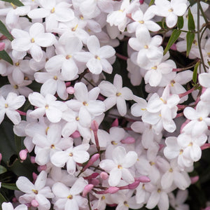 JASMINUM POLYANTHUM PINK JASMINE 3.5L