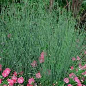 JUNCUS BLUE DART