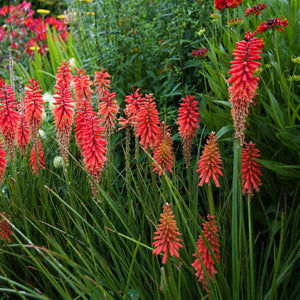 KNIPHOFIA DWARF SCARLET 1.5L