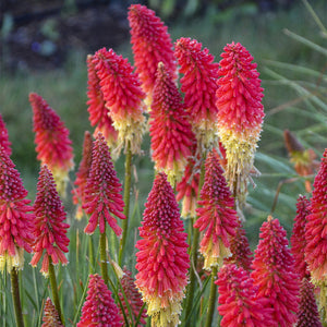 KNIPHOFIA RED GOLD 1.5L