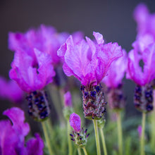 Load image into Gallery viewer, LAVENDER HYBRID FAIRY WINGS SPELLBOUND 14CM
