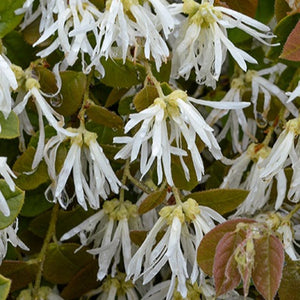 LOROPETALUM BLONDE N GORGEOUS