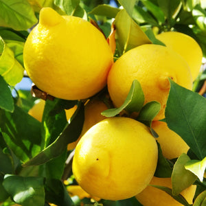 LEMON YEN BEN 4.7L