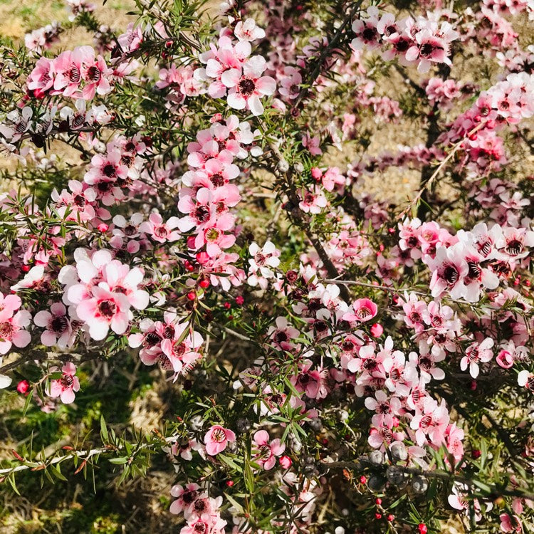 LEPTOSPERMUM PINK CASCADE 4.0L