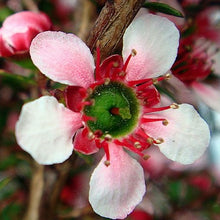 Load image into Gallery viewer, LEPTOSPERMUM NANUM ELIZABETH JANE 2.5L
