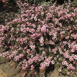 LEPTOSPERMUM PINK CASCADE 4.0L