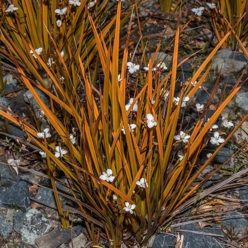 LIBERTIA PEREGRINANS MIKOIKOI 1.9L