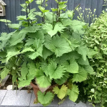 Load image into Gallery viewer, LIGULARIA PRZEWALSKII GOLDEN RAY
