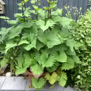 LIGULARIA PRZEWALSKII GOLDEN RAY