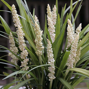 LIRIOPE MUNROE WHITE 11CM