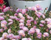 Load image into Gallery viewer, LAMPRANTHUS MAUVE EXPLOSION
