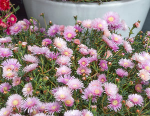 LAMPRANTHUS MAUVE EXPLOSION